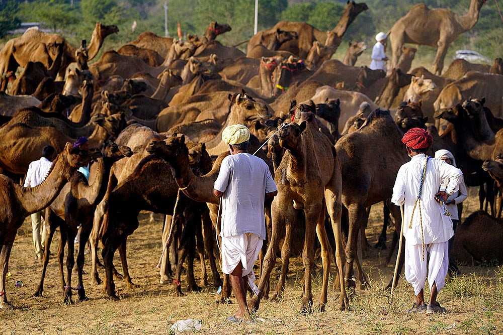 Camel herders with their livestock at Annual Pushkar fair 2024 in Rajasthan