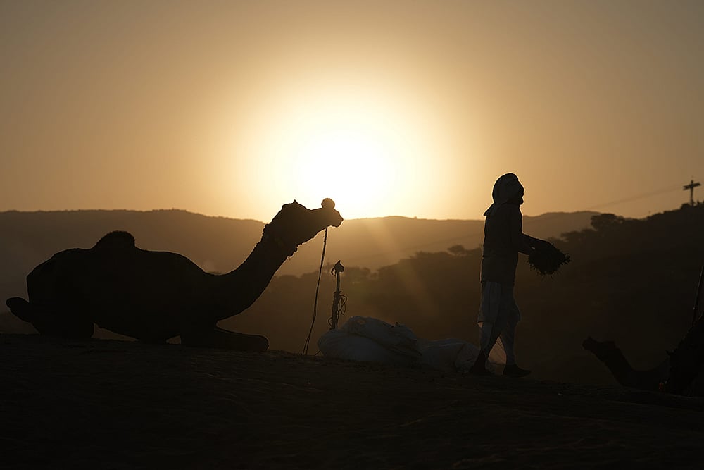 A trader with his camel during sunrise at Annual Pushkar fair 2024 in Rajasthan
