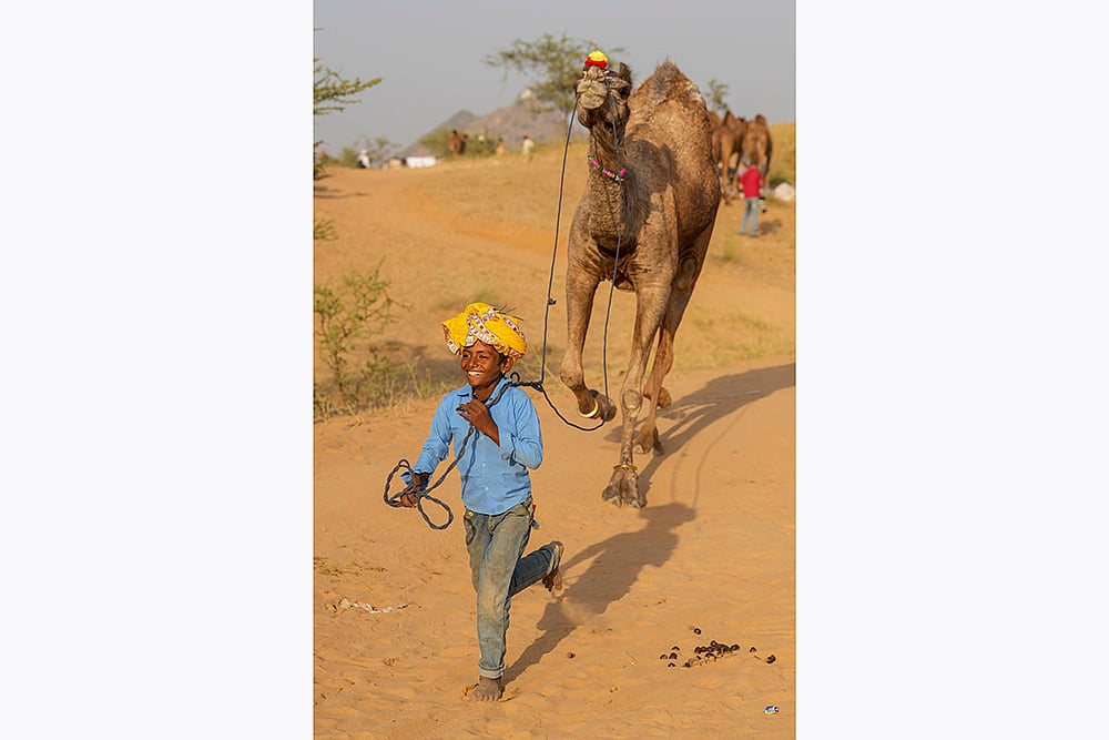 A camel herder at the Annual Pushkar fair 2024 in Rajasthan