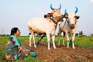 | Photo: Suresh K. Pandey : State of Sorrow: The widow of Madhukarrao Patil