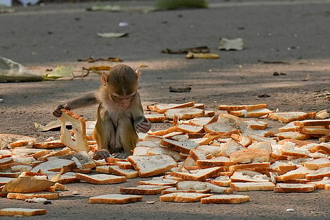 Monkeys in Delhi