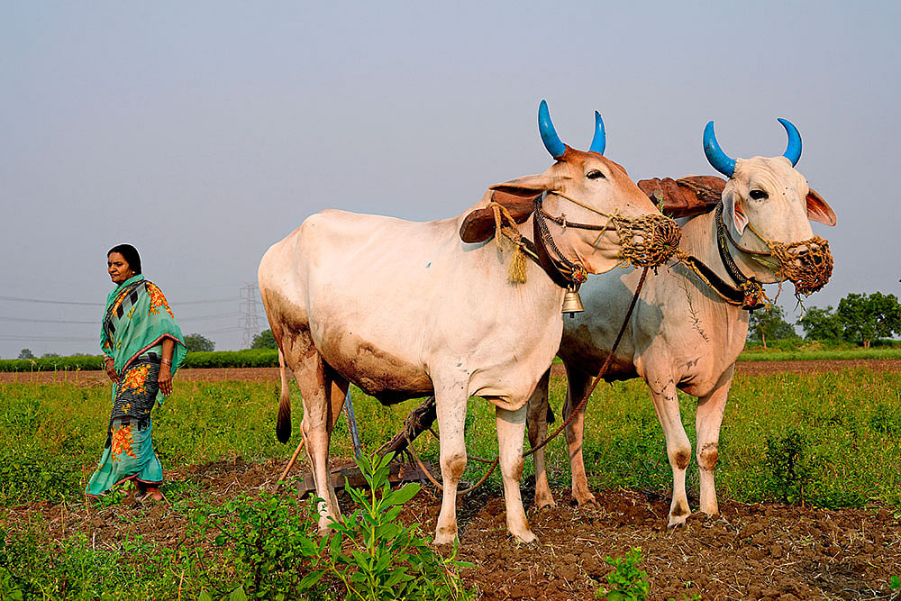 Maharashtra Farmer Suicides, Farmer Suicide