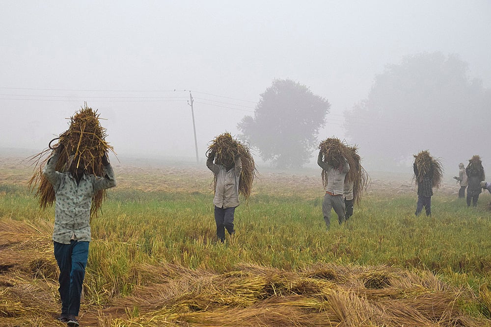 | Photo: PTI : Paddy farming