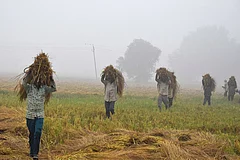 43% Less Rain: What India's Weak Monsoon Means For Crops And Food Prices - | Photo: PTI