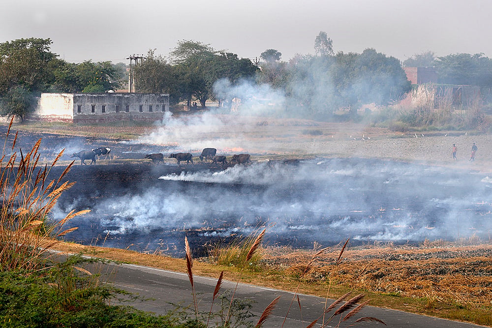 North India Air pollution photo gallery_Stubble burning near Agra-yamuna expressway
