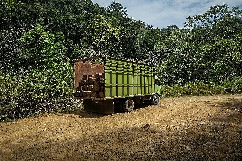 Explained: South Korea’s Biomass Energy Imports From Indonesia And Their Environmental Impacts