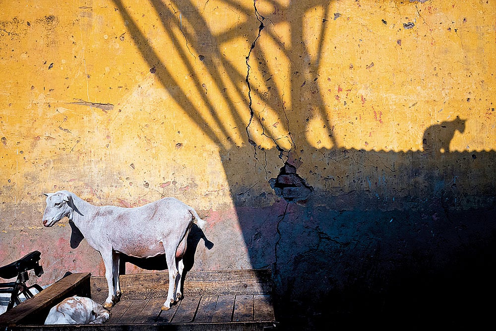 The Street Life: Snapshots from the Serendipity 
photo series 