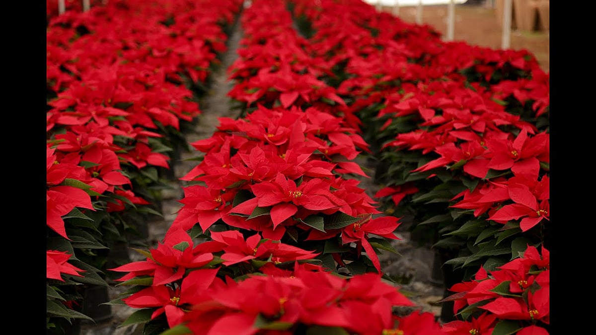 Poinsettias