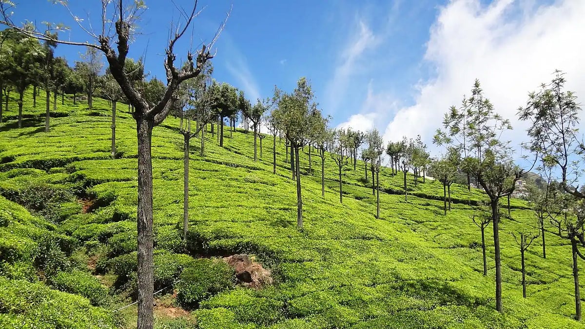 Ooty