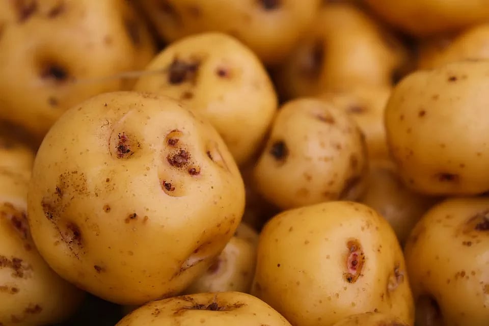 potato