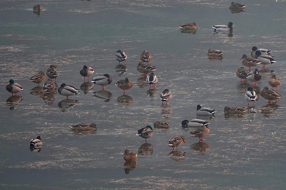 Kashmir winter weather Photo: Chillai Kalan begins in Kashmir_3