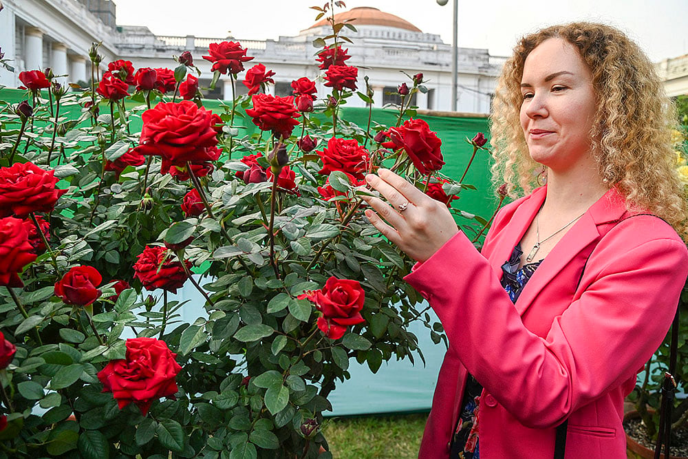 71st Annual Chrysanthemum and Flower Show