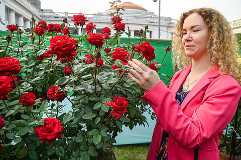 71st Annual Chrysanthemum and Flower Show