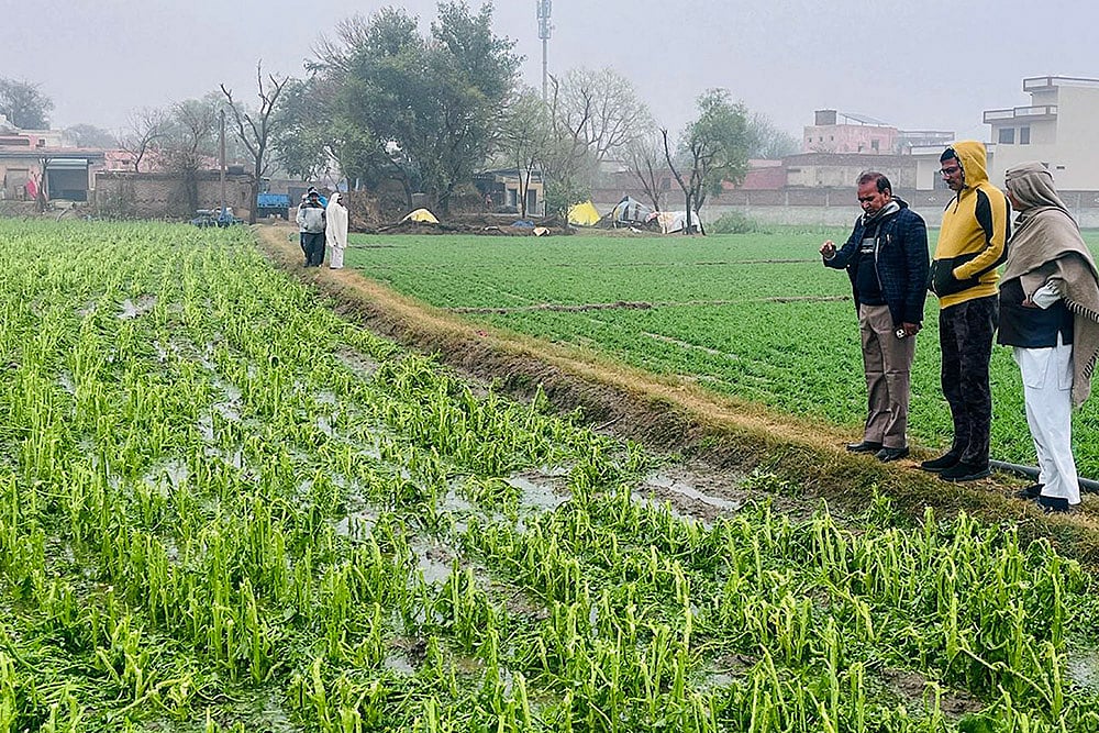 Crop destroyed after hailstorm