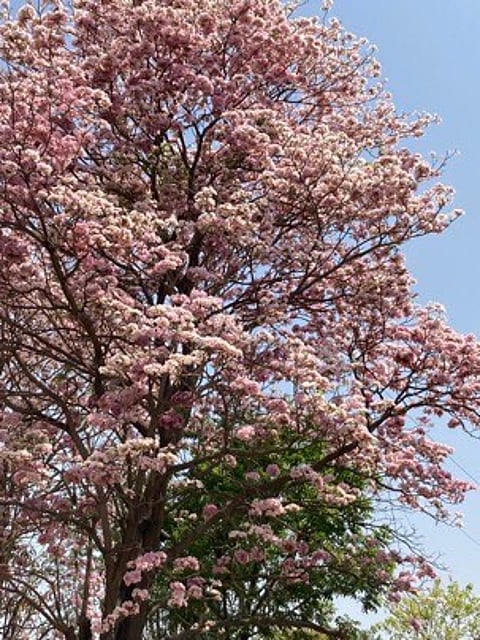 Cherry blossom trees in Bengaluru's iconic Lalbagh Botanical Garden