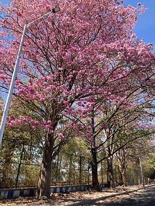 Bengalurus streets are lined with Cherry blossoms come January