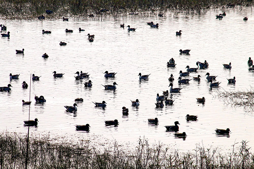 Migratory birds at UKs Asan Barrage