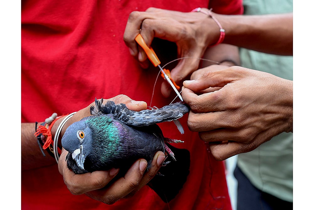 NGO volunteer treats pigeon injured by manjha: Makar Sankranti 