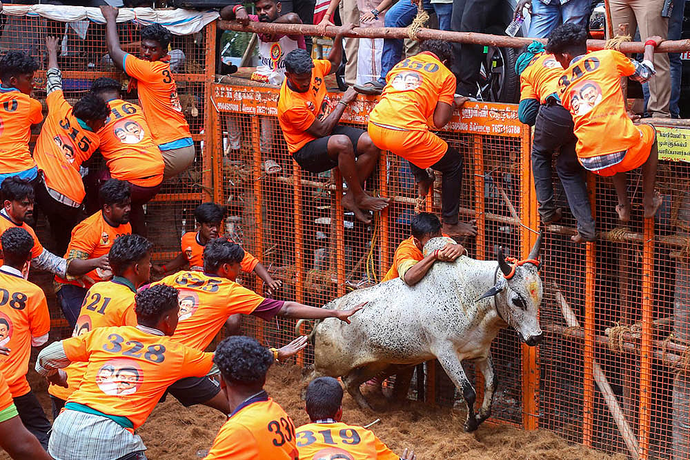 Pongal 2025 celebrations Avaniyapuram Jallikattu in Madurai_5