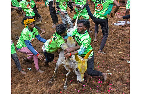 Avaniyapuram Jallikattu in Madurai 