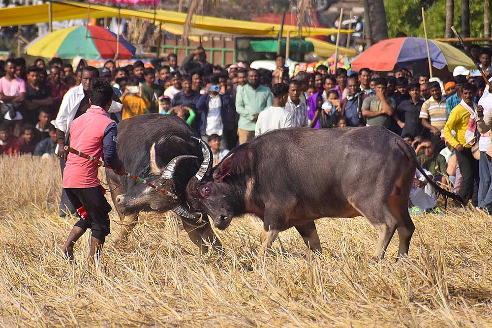 Magh Bihu festivities - Buffalo Fight in Assam