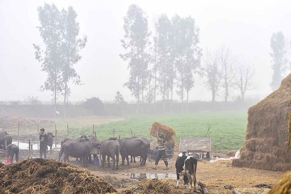 Weather: Fog in Jalandhar