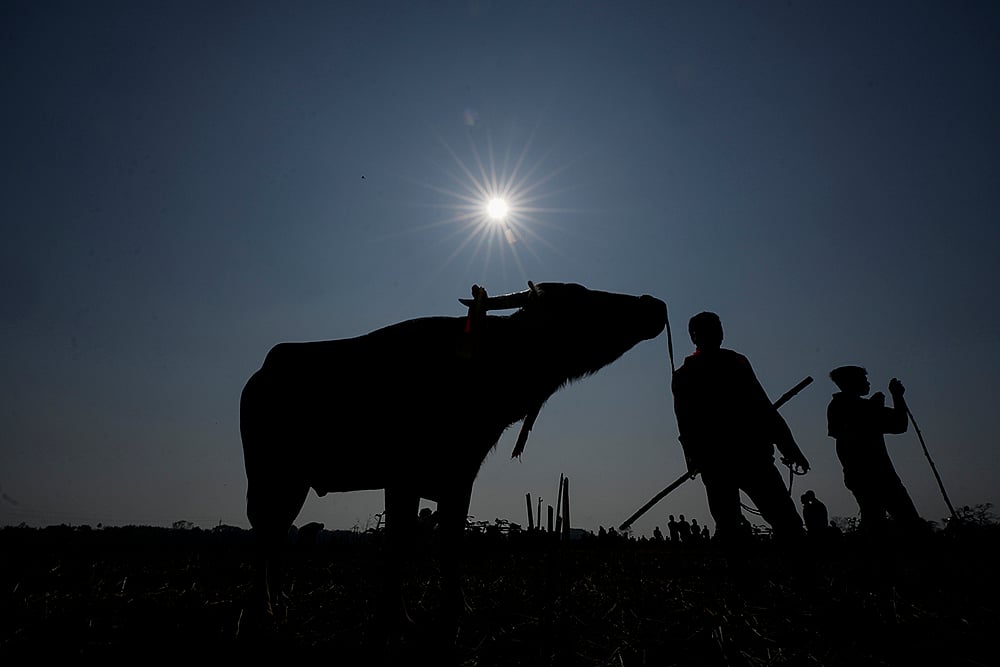 Magh Bihu festivities - Buffalo Fight in Assam
