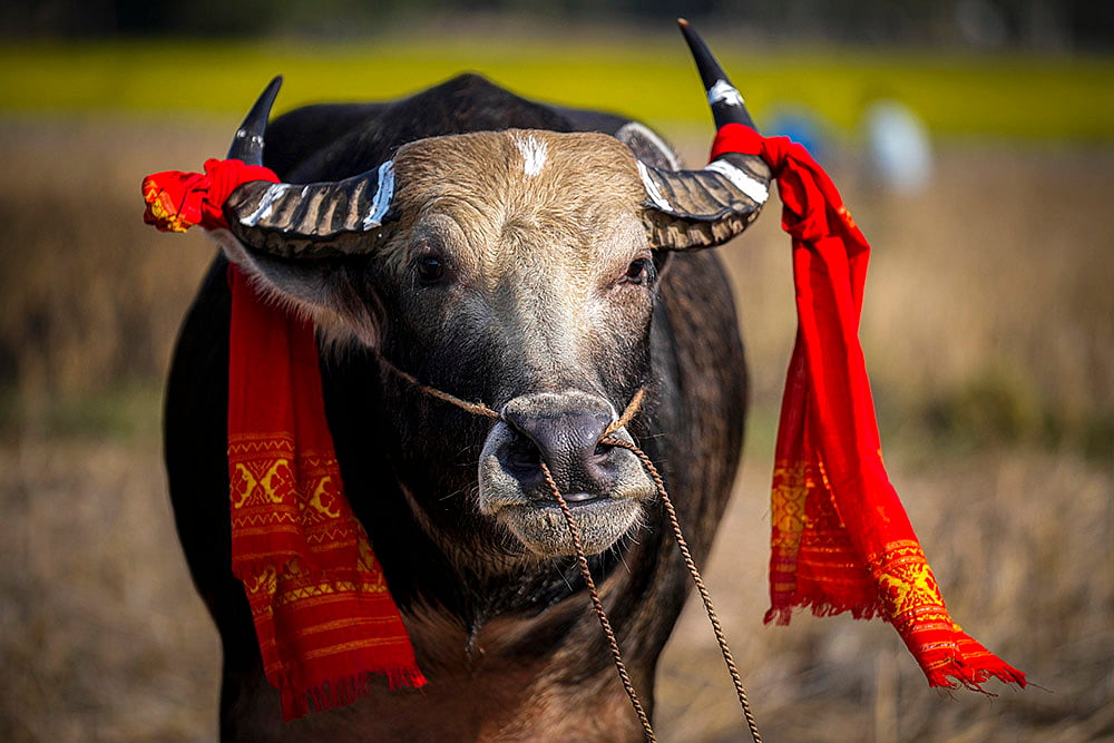 Magh Bihu festivities - Buffalo Fight in Assam