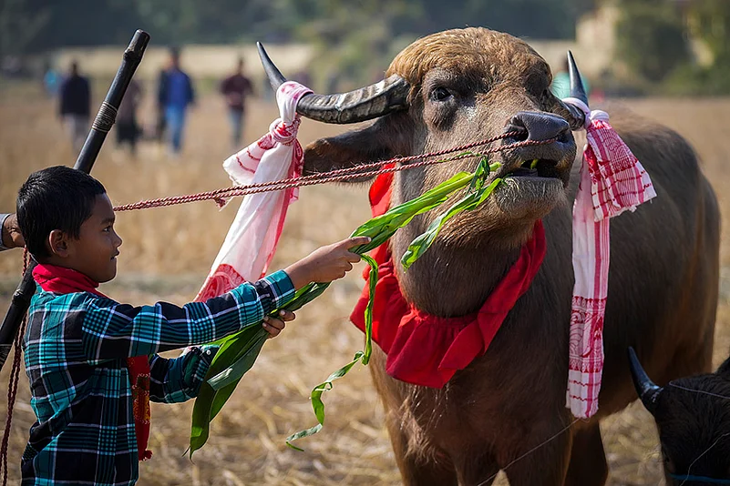 Magh Bihu festivities - Buffalo Fight in Assam