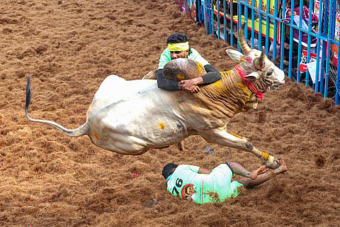 Jallikattu in Madurai