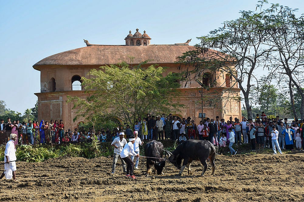 Magh Bihu festivities - Buffalo Fight in Assam