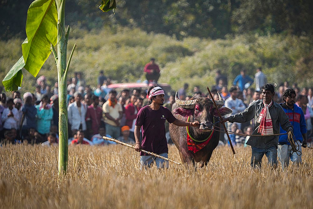 Magh Bihu festivities - Buffalo Fight in Assam