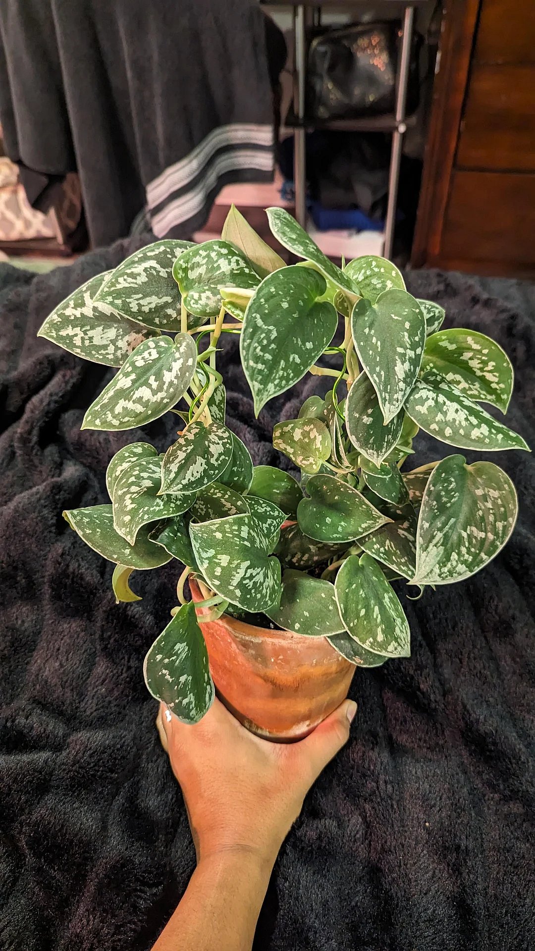 Silver Satin Pothos