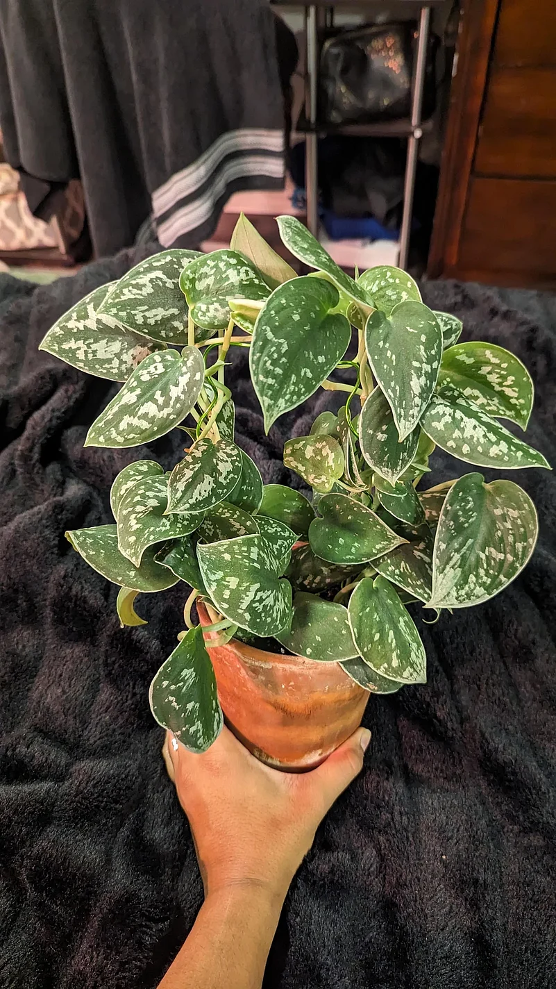 Silver Satin Pothos