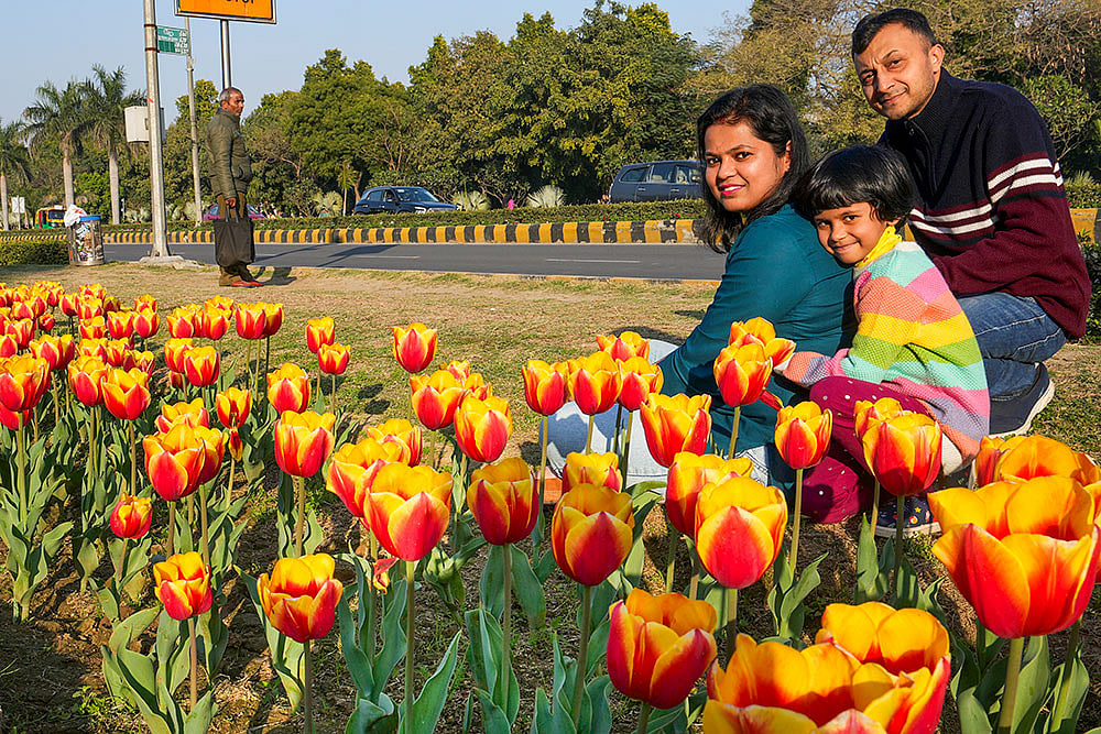 Delhi Tulip Festival 2025