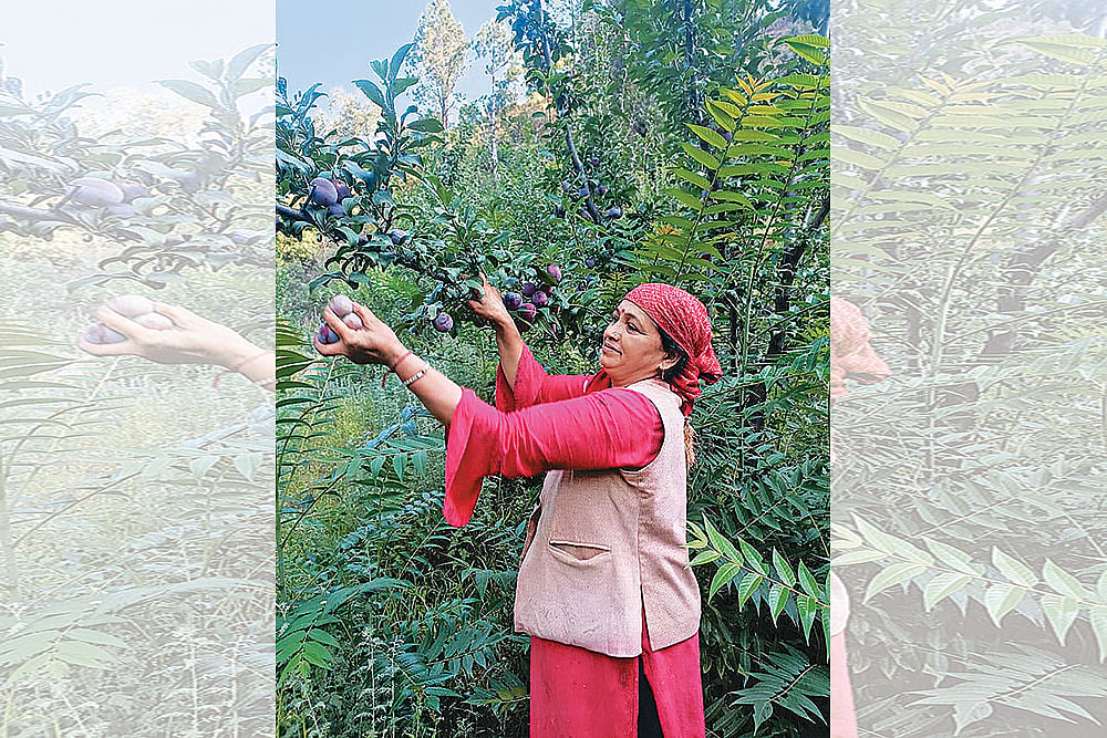  Photo: Ashwani Sharma : The Big Switch: By adopting innovative ways of farming and selling organically-grown saplings and apples, Anita Negi manages to earn about Rs 40 lakh a year