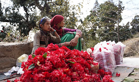 It’s the season of rhododendrons in Shimla |