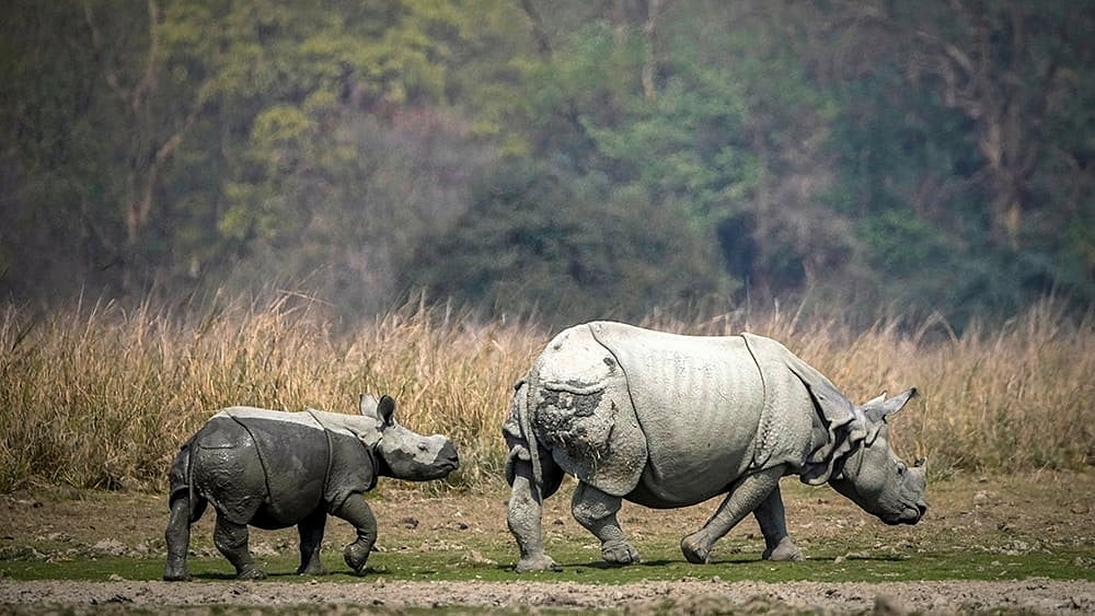 Pobitora Wildlife Sanctuary - | Photo: AP/Anupam Nath