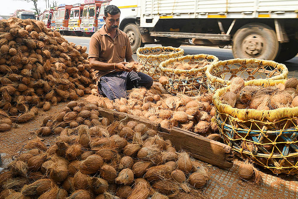 Coconut seller in Keralas Kozhikode