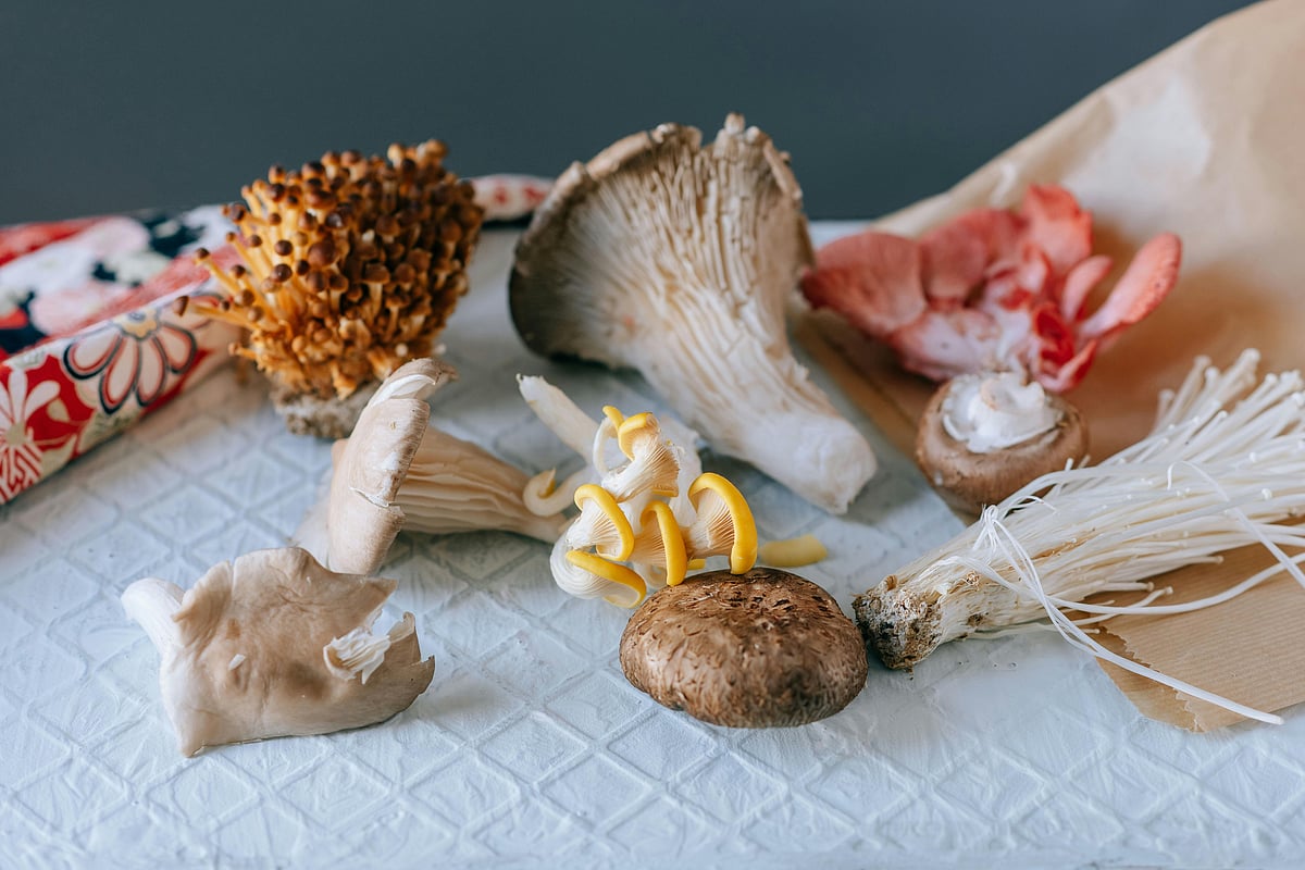 Mushroom Supplements For Immunity: Reishi, Chaga, And More