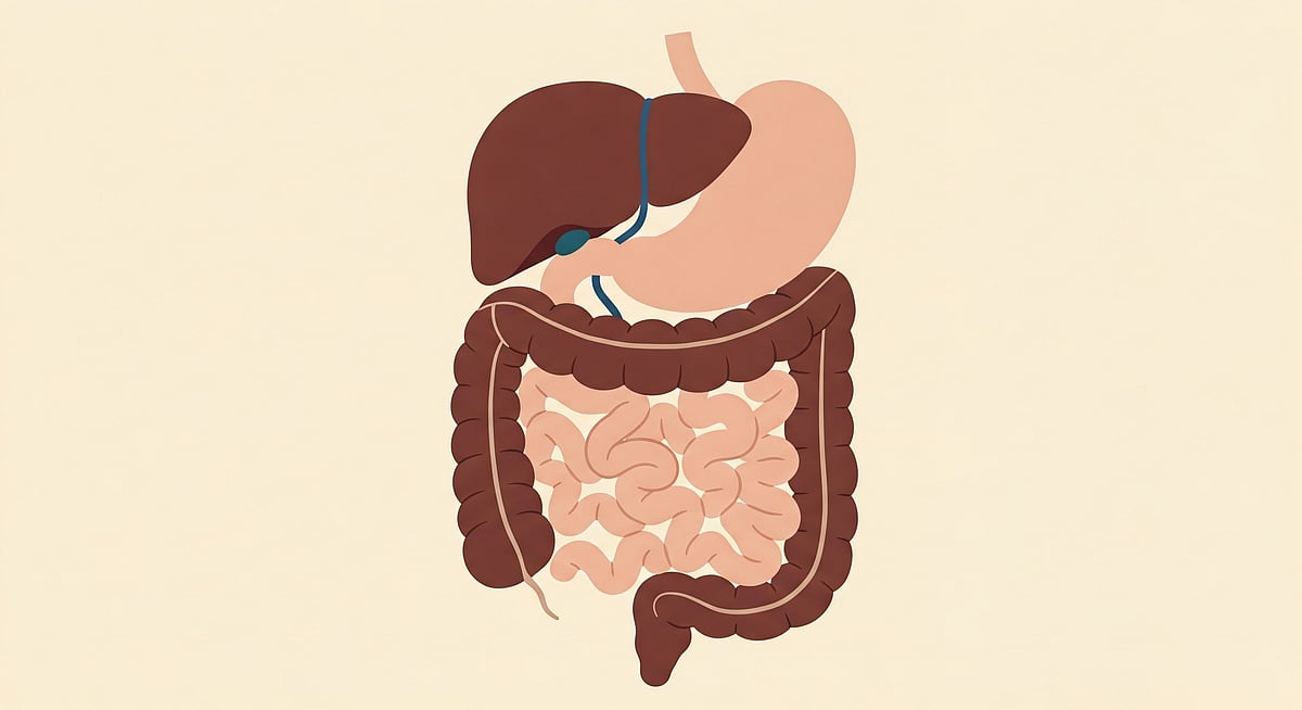 Prebiotics Vs. Probiotics: Difference & Gut Health Guide