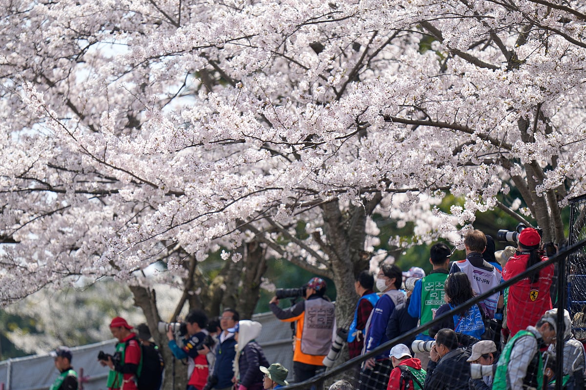 Spectators are watching cars under the fully bloomed cherry blossoms during the third practice session for the Japanese Formula One Grand Prix at the Suzuka Circuit in Suzuka, central Japan, Saturday, April 5, 2025. 