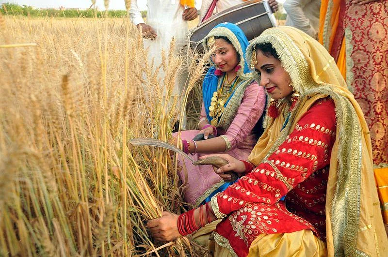 wheat crops harvesting