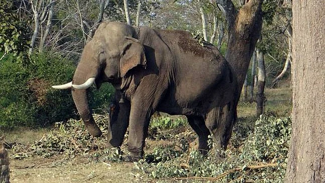 Representational Image
