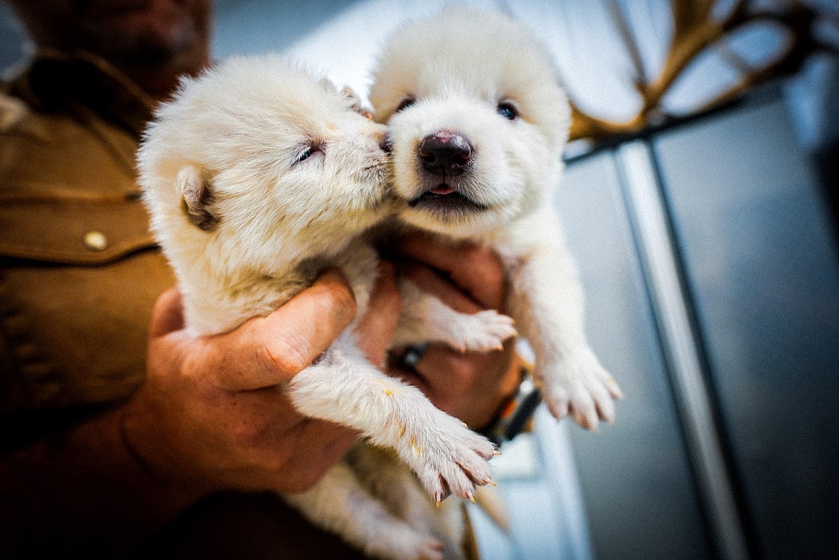AP : This undated photo provided by Colossal Biosciences shows two pups that were genetically engineered with similarities to the extinct dire wolf. 
