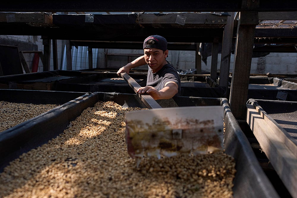 US President Donald Trump has imposed tariffs: Guatemala Coffee