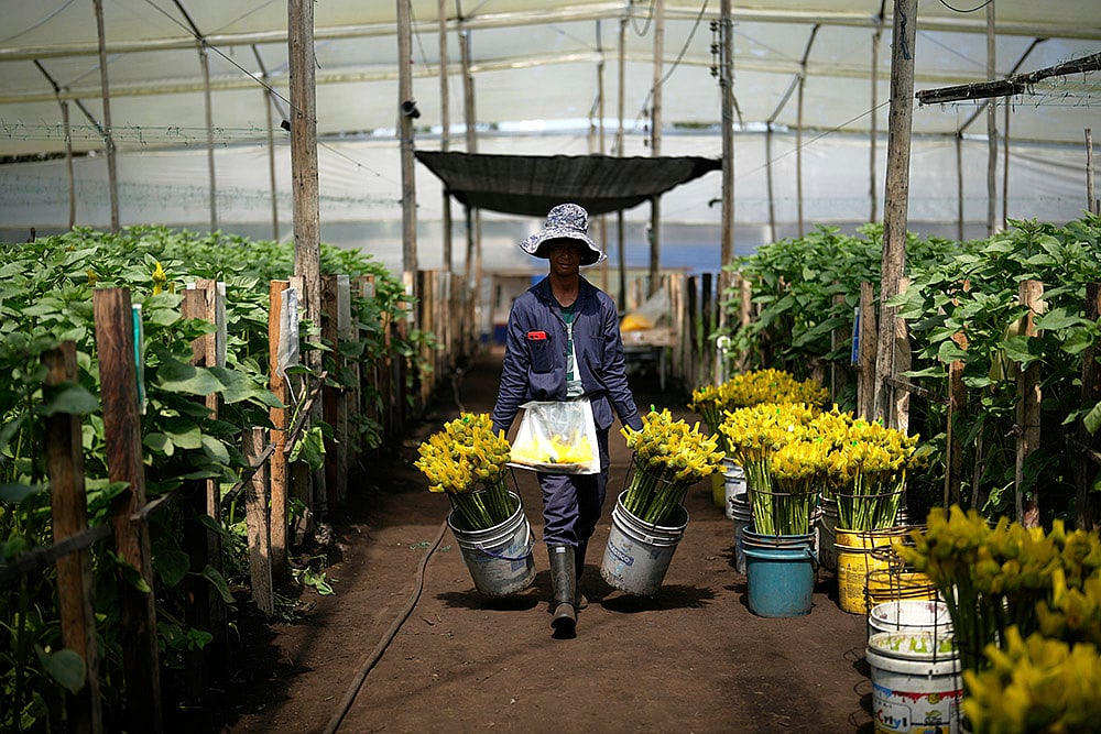 US President Donald Trump has imposed tariffs: Colombia US Flowers Tariffs