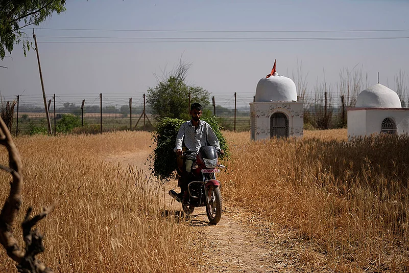 Pahalgam terror attack: Farmers in India Pakistan Border harvest early as border tensions rise_8