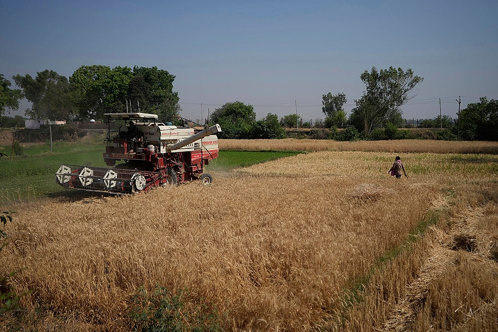 Pahalgam terror attack: Farmers in India Pakistan Border harvest early as border tensions rise_4