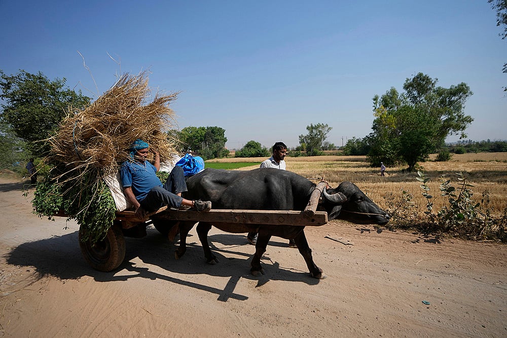 Pahalgam terror attack: Farmers in India Pakistan Border harvest early as border tensions rise_7